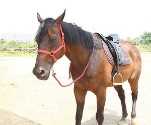 Cabeza de caballo personalizada, productos impermeables de diseñador, de PVC, Halter - Product Image 6