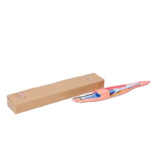 Equipo Educativo Acuático para Experimentos <span class=keywords><strong>de</strong></span> Biología, Exhibición <span class=keywords><strong>de</strong></span> Especímenes Escolares, Modelo <span class=keywords><strong>de</strong></span> Anatomía <span class=keywords><strong>de</strong></span> Amphioxus, Material <span class=keywords><strong>de</strong></span> PVC Duradero - Product Image 1