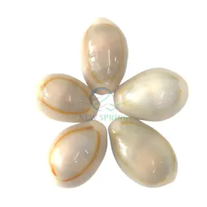 Hot Deal Cowrie Shell Beads conchiglie di mare ovali conchiglie da spiaggia per accessori per la creazione di gioielli artigianali fai da te