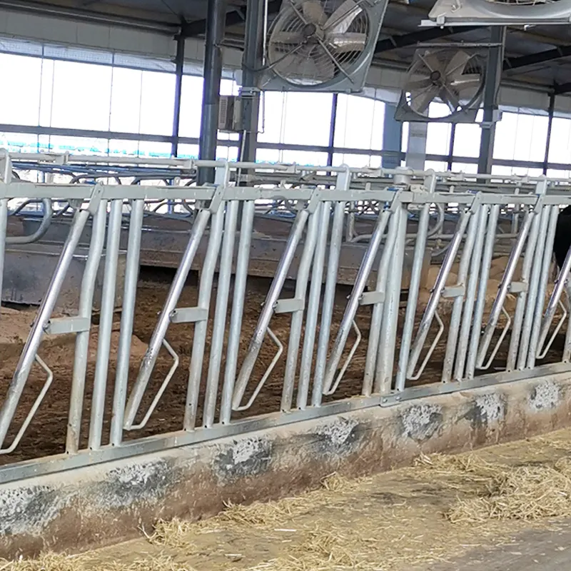 Nieuwe Hete Gegalvaniseerde Stalen Vee Boerderij Machines Apparatuur Koe Hoofd Slot Te Koop