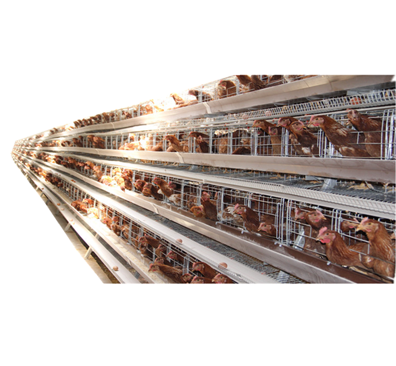 Galvanisé Cage de Poulet De Couche De Volaille Cages pour Poulets de chair