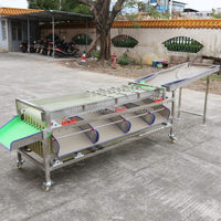 Machine de tri et de lavage industrielle pour fruits (orange, mangue, pomme, avocat, agrumes, citron)