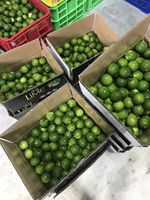 Beste Kalk Pitloze Groene Huid 100% Volwassenheid Vietnam Oorsprong Natuurlijke Smaak Limoen Pitloze Goede Kwaliteit-Wa + 84 989 322 607