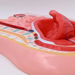 Modelo <span class=keywords><strong>de</strong></span> Desmembramiento <span class=keywords><strong>de</strong></span> Placenta, Sistema Reproductivo Femenino, Útero, Ovarios, Anatomía Pélvica, <span class=keywords><strong>Obstetricia</strong></span> <span class=keywords><strong>y</strong></span> Ginecología, Enseñanza Médica - Product Image 4