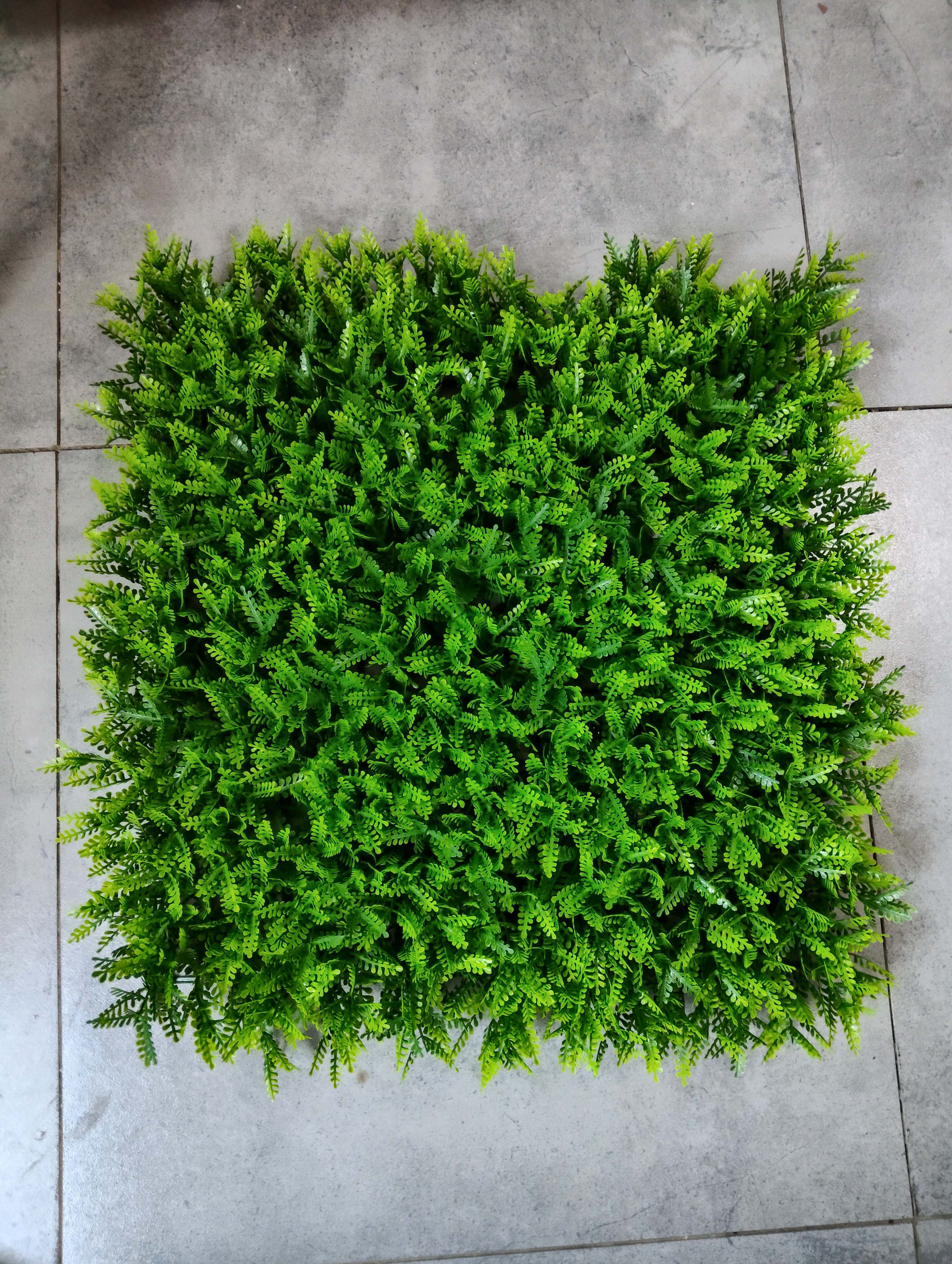 boxwood uv resistant