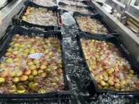 Hoogwaardige biologische verse lychee premium kwaliteit 10 kg/doos 10mm 12 maanden houdbaarheid gecertificeerde voedselveiligheid wereldwijde export Vietnam