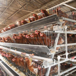 Nouvelle cage à poulets de type A à 4 niveaux à faible coût, galvanisée à chaud, matériau Q 235, longue durée de vie, élevage de volailles - Product Image 3