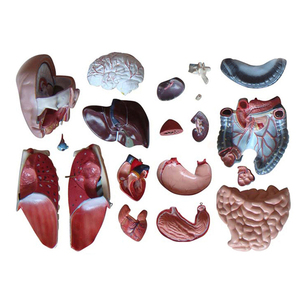 Modèle d'anatomie médicale 85cm modèle de torse sans sexe <span class=keywords><strong>humain</strong></span> avec 20 parties - Product Image 4