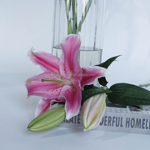 Fleurs fraîches récemment cueillies, Lys <span class=keywords><strong>Sorbonne</strong></span>, 3 têtes, haute qualité, décoration intérieure, ajoute de la couleur à la maison - Product Image 3