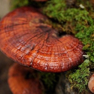 Extracto de Reishi en Polvo 200mg, Producto Herbal en Tabletas Hecho en Tailandia con Extracción por Solvente de la Marca KMP - Product Image 3