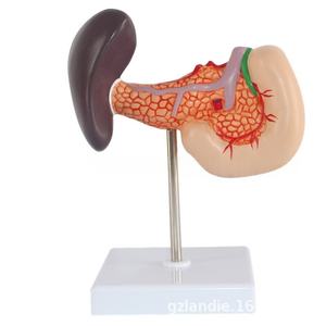 Modelo anatómico de PVC para ciencia médica, hígado humano, bazo, páncreas, tronco celíaco, vena porta hepática, modelo de sistema digestivo - Product Image 5