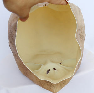 Nuova <span class=keywords><strong>Maschera</strong></span> in Lattice per Halloween a Testa Intera, Costume da <span class=keywords><strong>Alieno</strong></span> per Adulti, Accessorio ET UFO per Cosplay, <span class=keywords><strong>Maschera</strong></span> Originale per Feste in <span class=keywords><strong>Maschera</strong></span> e Festival - Product Image 6