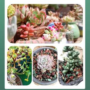 Sustrato de Cultivo Hortícola, Piedra Volcánica Granular, Tierra Nutritiva para Plantas en Maceta, Se Puede Usar Como Adoquín - Product Image 6