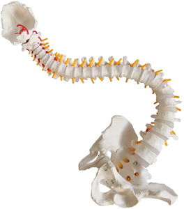<span class=keywords><strong>Esqueleto</strong></span> <span class=keywords><strong>de</strong></span> columna vertebral Flexible <span class=keywords><strong>de</strong></span> plástico <span class=keywords><strong>de</strong></span> 85cm, modelo FRT014, pelvis <span class=keywords><strong>de</strong></span> ciencia médica, soporte <span class=keywords><strong>de</strong></span> gancho <span class=keywords><strong>de</strong></span> Metal para <span class=keywords><strong>cartílago</strong></span> <span class=keywords><strong>de</strong></span> cadera, recursos <span class=keywords><strong>de</strong></span> enseñanza - Product Image 2