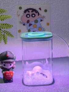 Petit aquarium de bureau en verre carré/rond 11.512.524.5cm pour Betta <span class=keywords><strong>Poisson</strong></span> <span class=keywords><strong>rouge</strong></span> Décoration d'intérieur - Product Image 3