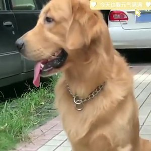 طوق كلاب مارتنجال من الفولاذ المقاوم للصدأ عالي التحمل، جودة ممتازة، حزام مشدود مخصص، سلسلة متينة للحيوانات الأليفة - Product Image 5
