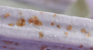 Offre Spéciale : Sucettes Glacées aux Fruits – Prix de Gros Chine – Snacks Alimentaires Certifiés Halal – Sucettes Glacées Saveur Taro et Raisin - Product Image 3