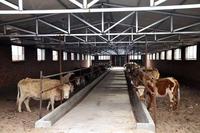 Ferme moderne en acier et métal de couleur verte Garantie de la Chine pour la durée de vie de la construction d'un hangar d'élevage de bovins, de poulets et de moutons