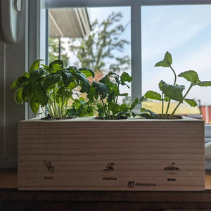 Kit de démarrage de jardin d'herbes classique, <span class=keywords><strong>basilic</strong></span>, fleurs artificielles, pots DIY, terreau, design unique pour la maison, la cuisine, le bureau - Product Image 1