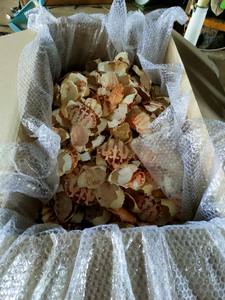 CONCHA DE CANGREJO SECA 100% PARA ARTESANÍA VENTA DE VERANO CALIENTE DE ALTO ESTÁNDAR DE VIETNAM PARA DECORACIÓN - Product Image 5