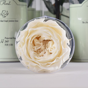 Hfloral ของขวัญวันวาเลนไทน์ดอกไม้นิรันดร์ที่เก็บรักษาไว้พร้อมก้านดอกกุหลาบออสตินสำหรับ<span class=keywords><strong>ร้าน</strong></span><span class=keywords><strong>ดอกไม้</strong></span> - Product Image 2