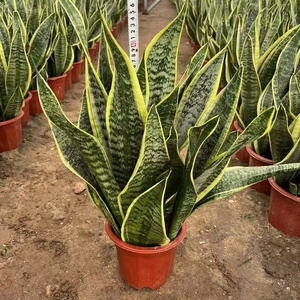 Planta Viva de Orquídea Tigre Bonsái al por Mayor, Planta de Serpiente Perenne Verde para Paisajismo, Decoración de Interiores, Hogar, Oficina y Hotel - Product Image 1