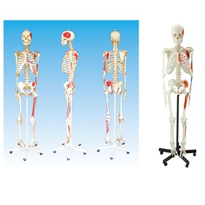 Modelo de Esqueleto Anatómico de PVC de 170 cm para Ciencias Médicas, Tamaño Real, Origen y Punto de Inserción Muscular en 3D, Esqueleto Humano HUICHUN Smd00211 - Product Image 1