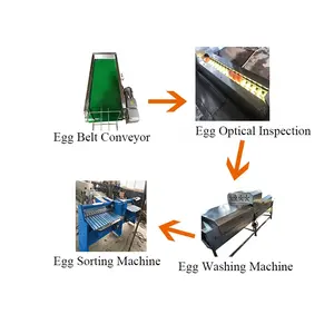 Linea di trattamento delle uova salati linea di pulizia automatica del produttore della cina SUS304 con macchina di smistamento delle uova pulita
