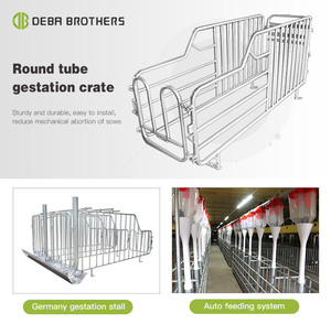 Nouveau enclos pour truies gestantes et d'insémination, avec tubes en acier et conception en forme de H - Product Image 3
