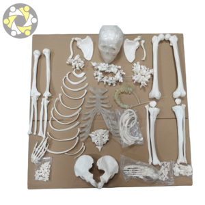 Modèle de squelette humain grandeur nature avec os dispersés, en PVC écologique, certifié ISO, outil d'anatomie médicale réaliste - Product Image 1