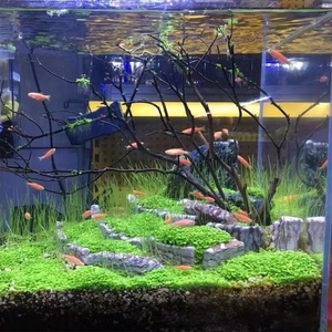 Plantas Acuáticas Premium al por Mayor para Acuarios, Plantas Acuáticas Auténticas para Peceras, Semillas con Alta Tasa de Germinación - Product Image 5