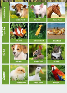 Machines <span class=keywords><strong>de</strong></span> fabrication d'aliments pour animaux les <span class=keywords><strong>moins</strong></span> chères, granulés pour volailles, aliments pour poulets, machines <span class=keywords><strong>de</strong></span> fabrication d'aliments pour animaux, petite machine à granulés pour usage domestique, alimentation manuelle - Product Image 4