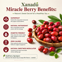 Baies de miracle fraîches, fruit chinois Synsepalum Dulcificum, superfruits riches en miraculine, adaptés aux diabétiques, modificateur de sucré