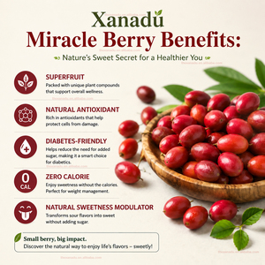 Baies de miracle fraîches, fruit chinois Synsepalum Dulcificum, superfruits riches en <span class=keywords><strong>miraculine</strong></span>, adaptés aux diabétiques, modificateur de sucré - Product Image 3
