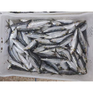 Sardinas Congeladas al por Mayor de China, Omega IQF, Bajo <span class=keywords><strong>Precio</strong></span> por Tonelada, Lotes para Compradores, Buena Calidad - Product Image 6