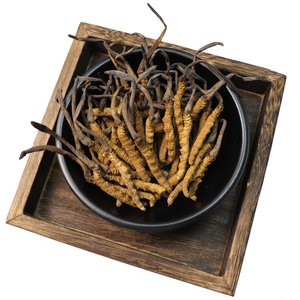 ถั่งเช่า Cordyceps ธรรมชาติจากธรรมชาติ,ถั่งเช่าผ้าก๊อซแห้งมาตรฐานทิเบต - Product Image 2
