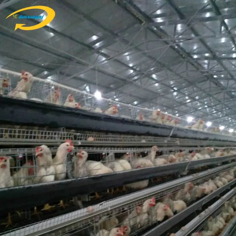 New type automatic layer cages chicken farm gamefowl chicken cage galvanized chicken cage h type