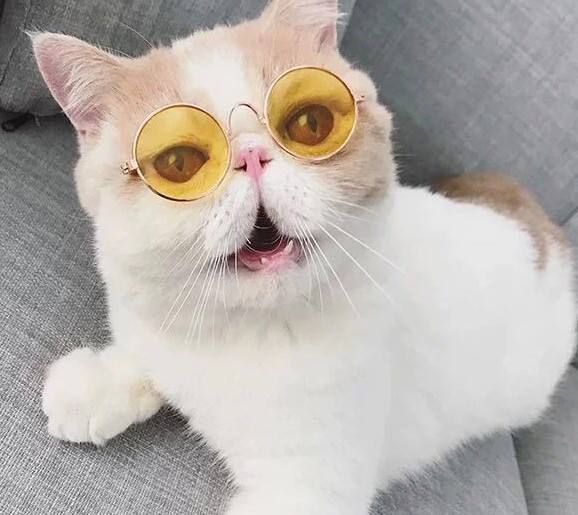 Lunettes pour animaux de compagnie-jaune