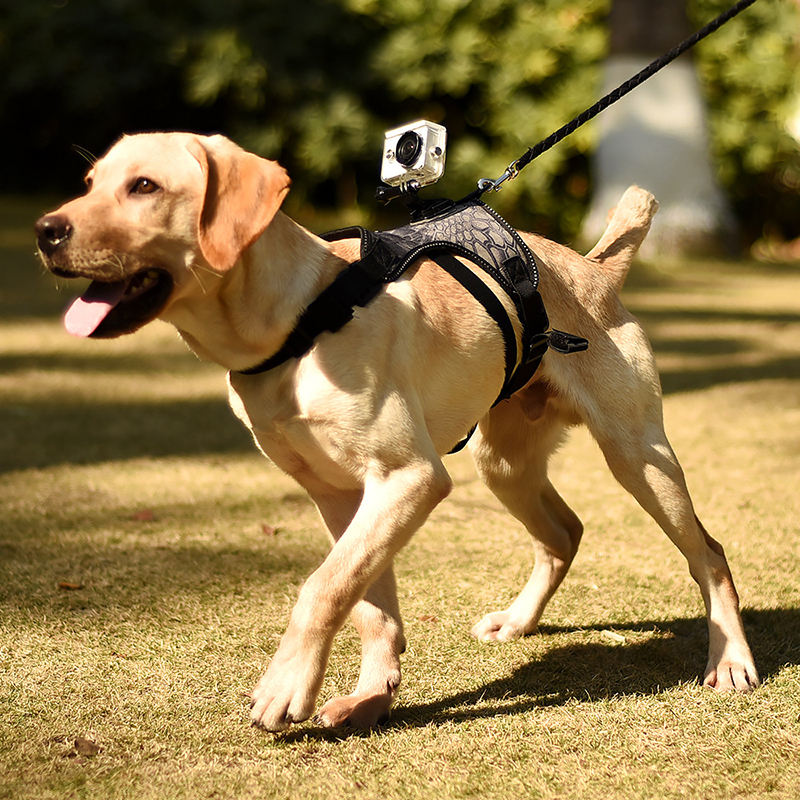 Upgrade Your Adventure Gear with Essential dog gopro mount Accessories