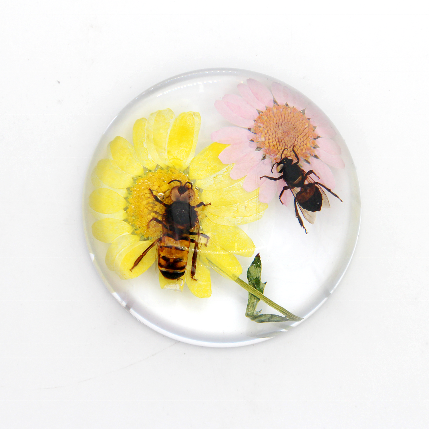 Биологическая модель