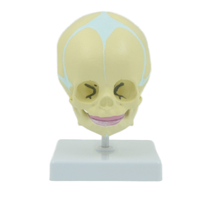 Modelo de cabeza fetal de 30 semanas de gestación DARHMMY con base para ciencia médica - Product Image 1