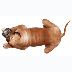 Cane Bullmastiff Souvenir in Polyresin personalizzato - Product Image 2