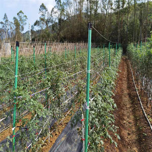 Estacas de Fibra de Vidro Haikuo para Plantas - Varas de Suporte para Jardim em FRP - Impermeáveis, Ecológicas e à Prova de Roedores para Viveiros e Estufas - Product Image 6