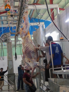 Línea automática de matadero de ganado vacuno 10-100/día, equipo de matadero llave en mano con motor para mataderos pequeños - Product Image 5