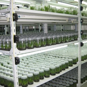 003 bán buôn rõ ràng mô văn hóa thực vật chai thủy tinh với vít <span class=keywords><strong>cap</strong></span> nắp nhựa - Product Image 4