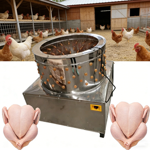 Vente chaude Machine à plumer automatique pour poulet <span class=keywords><strong>Prix</strong></span> bas Ligne d'abattage de poulet HJ-50A - Product Image 1