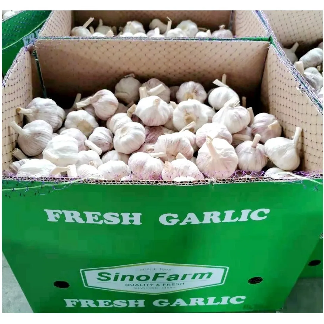 Ajo fresco, producto blanco normal y blanco puro, de fábrica China, con ajo de alta calidad