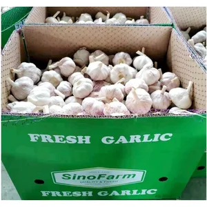 新鮮なニンニク新作物中国のニンニク工場から通常の白と純白を高品質のニンニクで供給