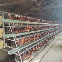 Système de collecte automatique d'œufs pour cages en batterie de type poulailler, projet clé en main 3/4 niveaux pour le Nigéria