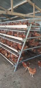 Nuovi uccelli 128 di gallina di posa gabbie di tipo scala per la vendita negli Stati Uniti - Product Image 2